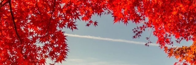 ivanamania's profile banner image