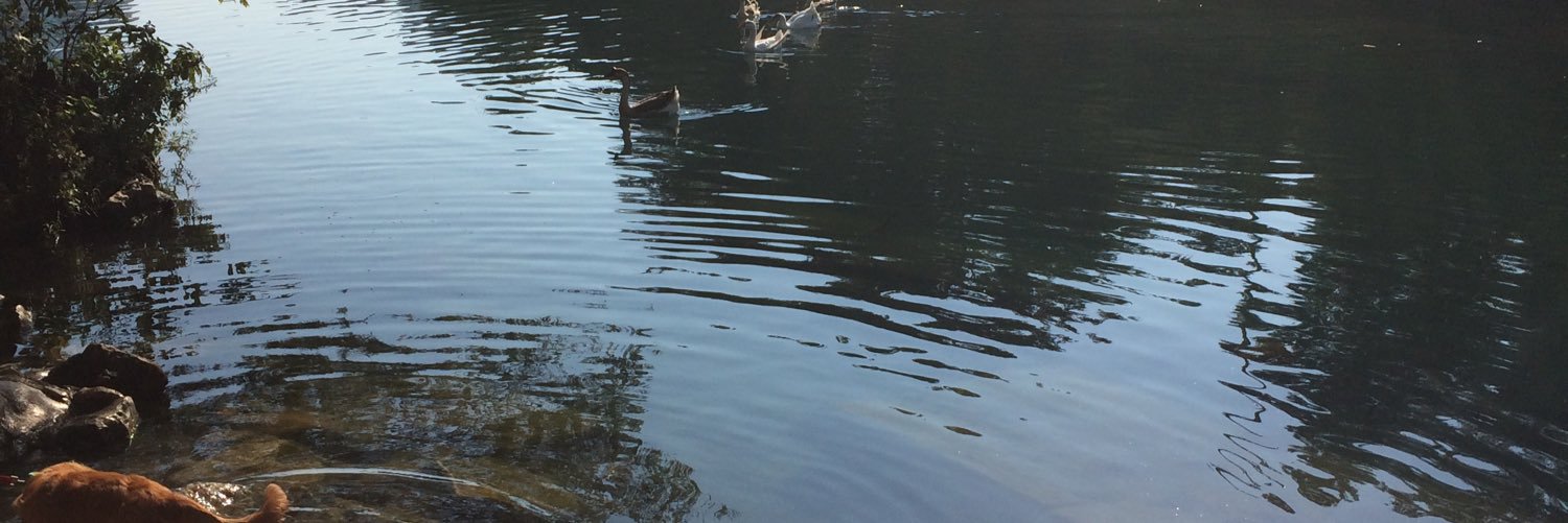 Rosemary Fiumara banner