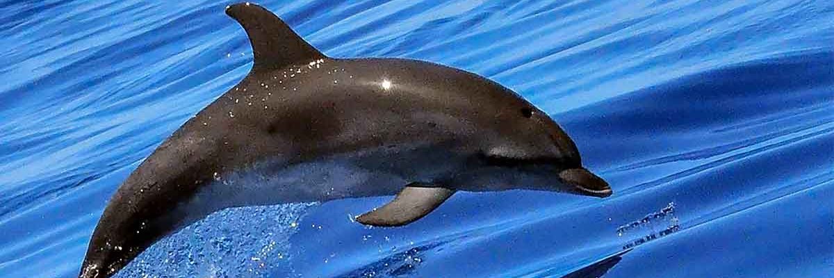 Msc Enterprise banner