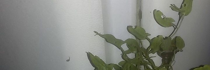 cheapx2's profile banner image