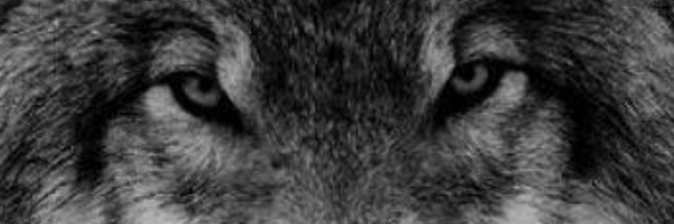 luqcekturk's profile banner image