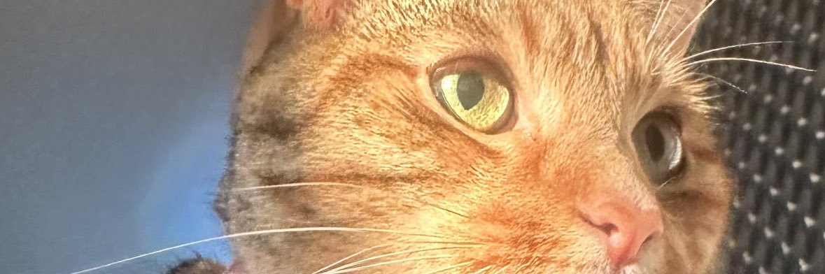 zohajaffar's profile banner image