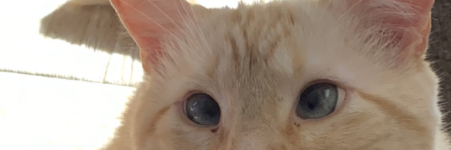 Tori 🦇🔪☠️ banner