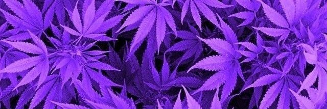 signucis_9's profile banner image