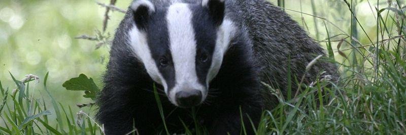 Robert Heaton banner