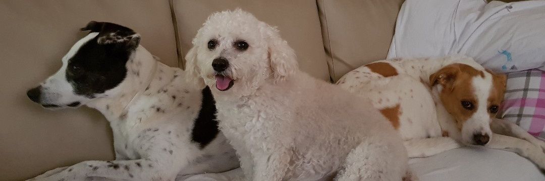 crispezzato's profile banner image