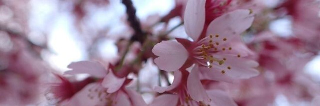 ＊kuu＊ banner