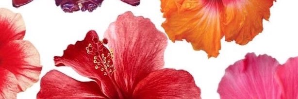 ellie_chaps's profile banner image