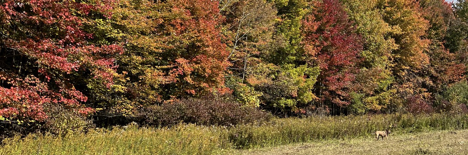 CrystalCostaB's profile banner image