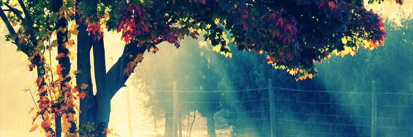 LauraWygant's profile banner image
