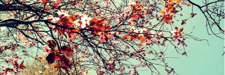 HindTon's profile banner image