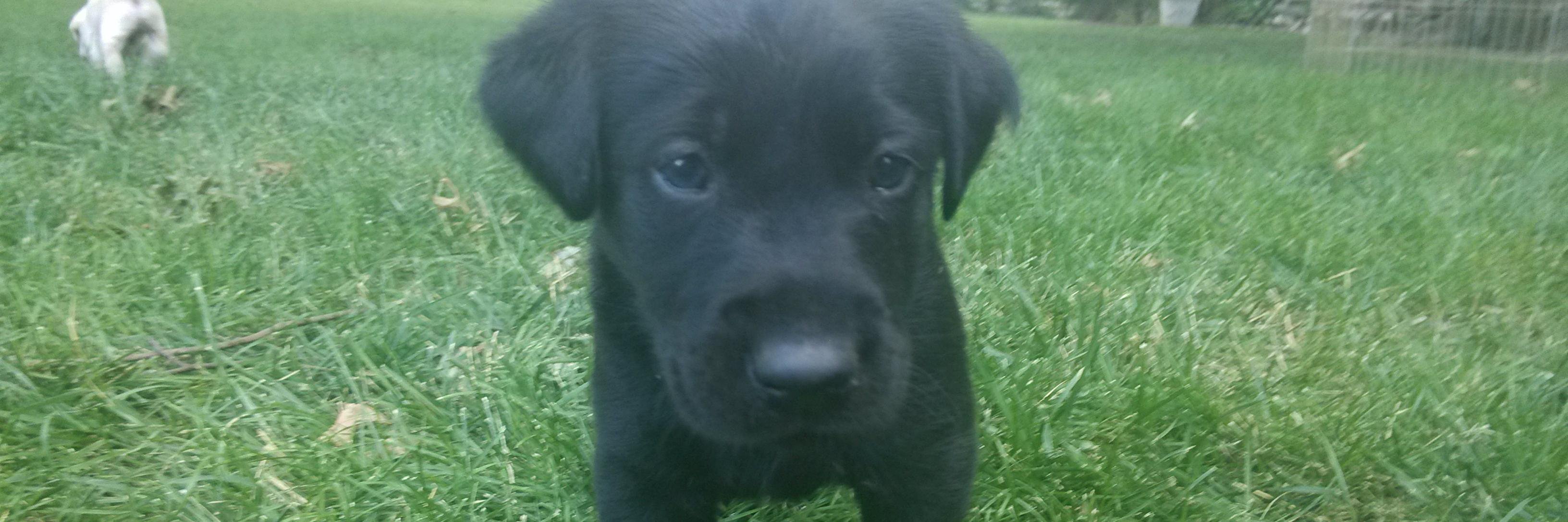 Connor Tumbleson banner