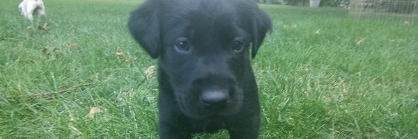 iBotPeaches Profile Banner