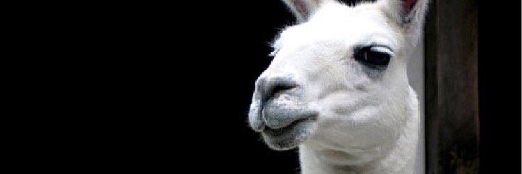 zebrinol's profile banner image