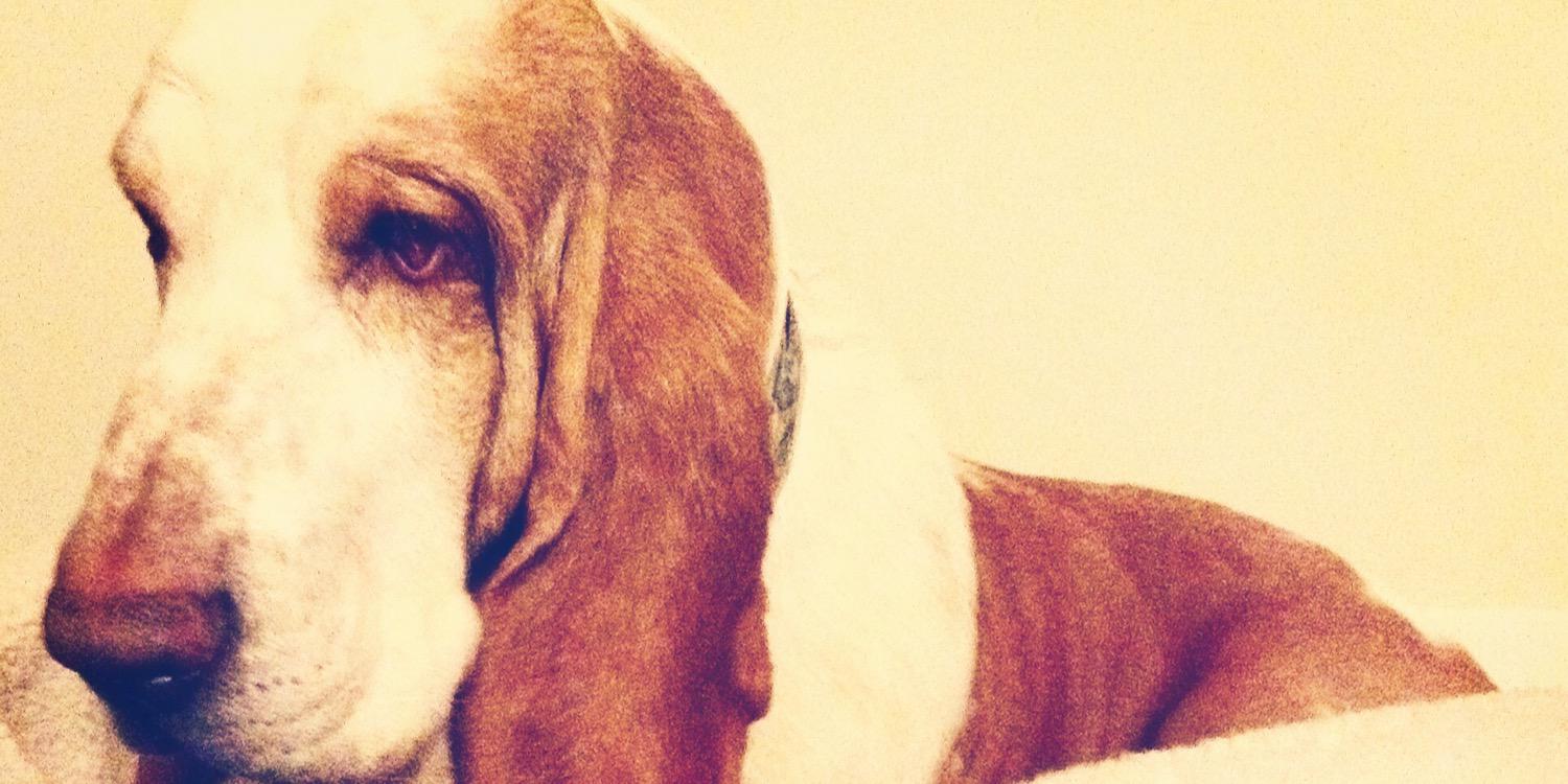 LaurieLFacey's profile banner image