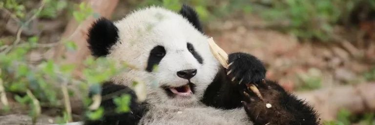 Wi #ติ่งคนปวดหัวติ่งแต่แพนด้าดีกว่า 😫😫😫 banner