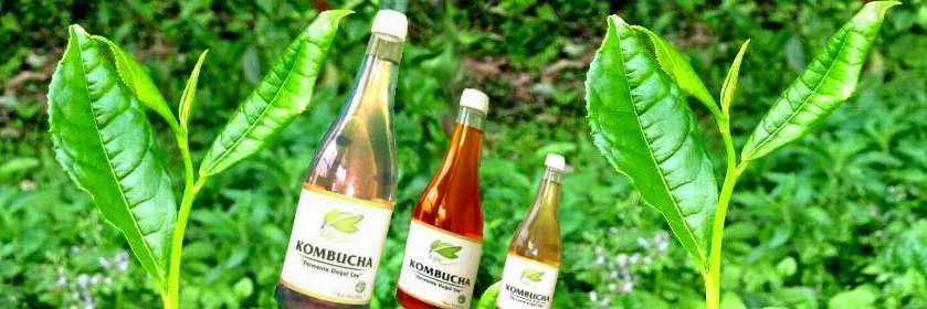 lifekombucha's profile banner image