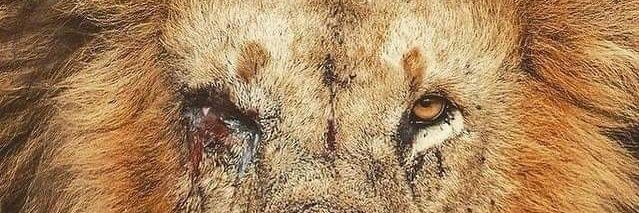 Rusty35794664's profile banner image