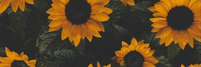 rocio_pacha's profile banner image