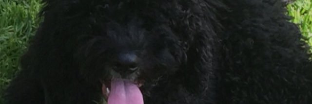 golfoperrotti's profile banner image