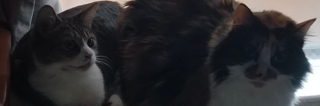 Twistedflame87's profile banner image