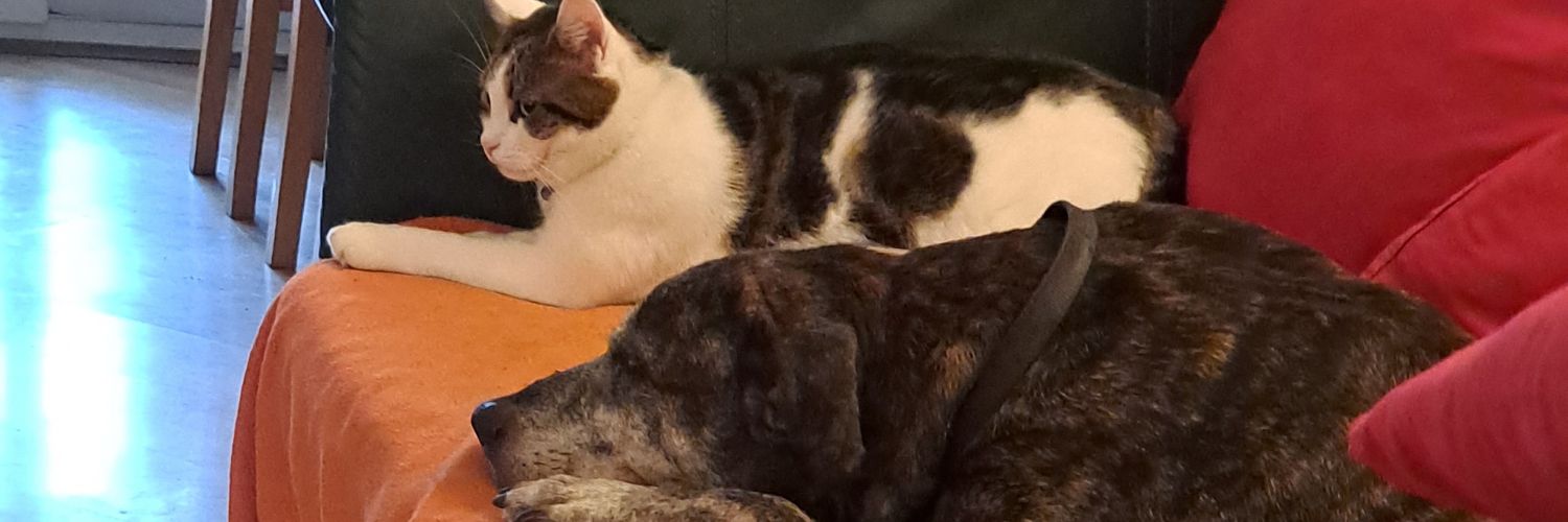 Sarahbender2020's profile banner image