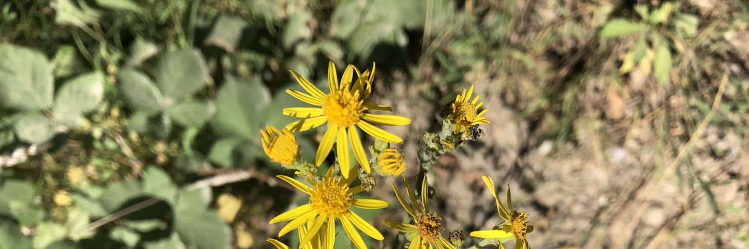 herbalist1263's profile banner image