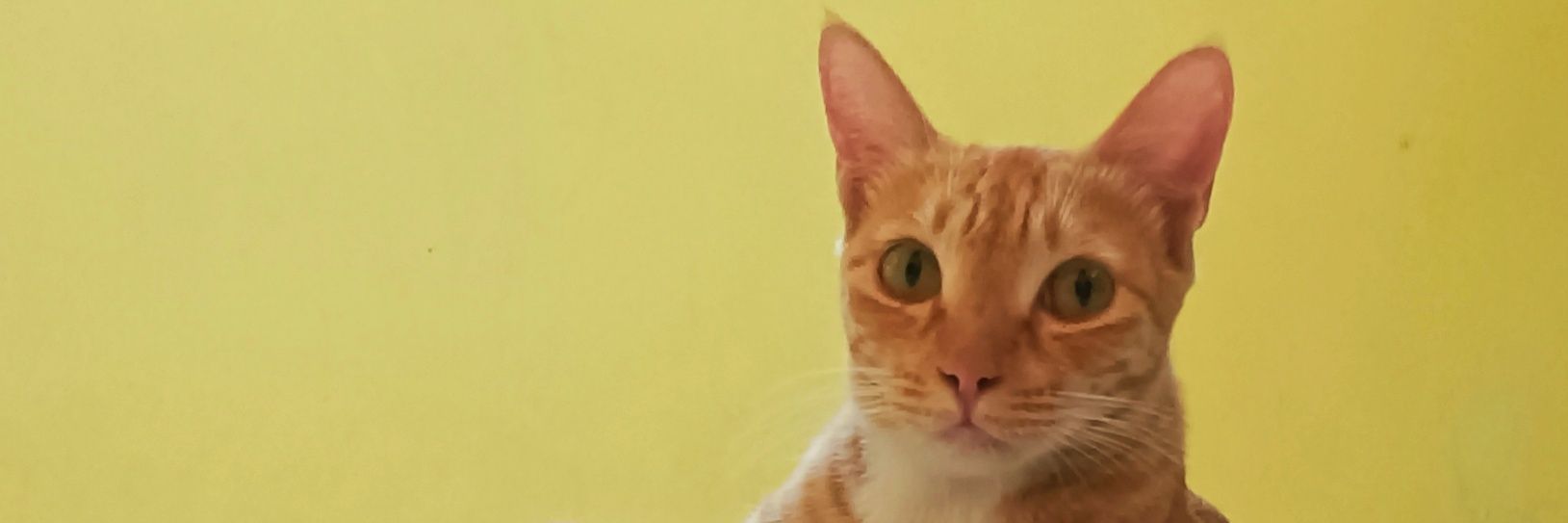 professor_cat__'s profile banner image