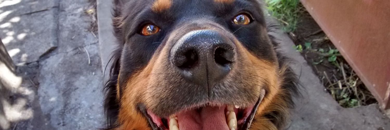 NORMIBEL (Norma Mabel Guerra) banner