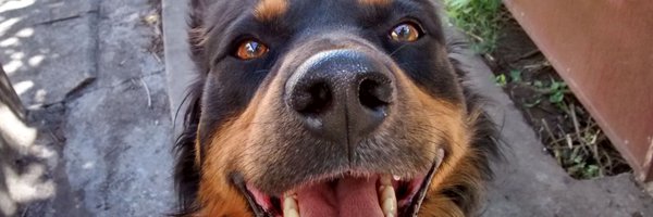 NORMIBEL Profile Banner