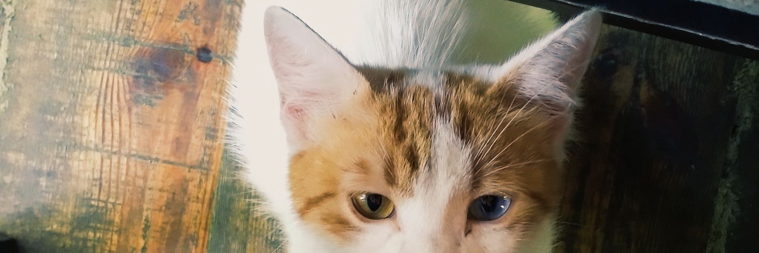 edabalcik_'s profile banner image