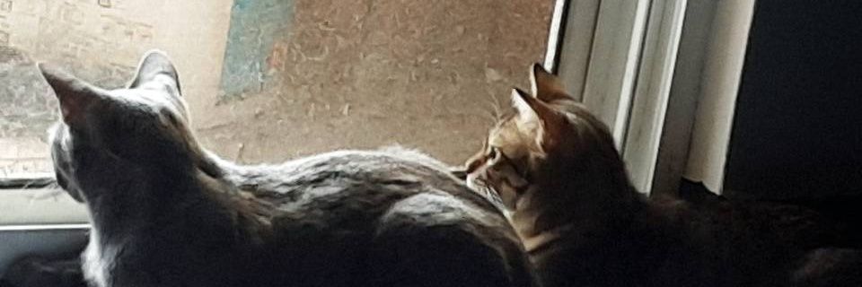 ericli0906's profile banner image