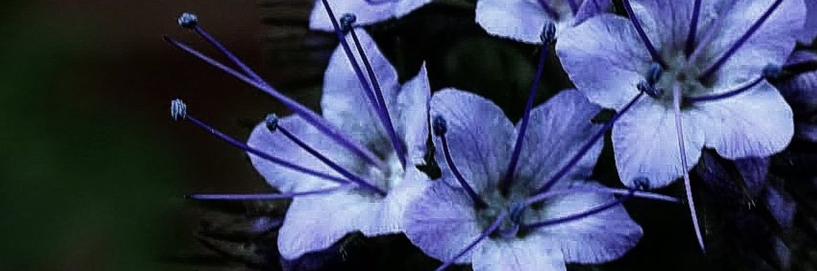 _iacta's profile banner image