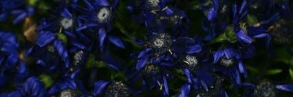 DoDo_Of_Isma's profile banner image