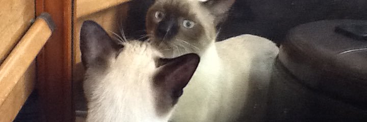 Mary Ann Oconnell banner