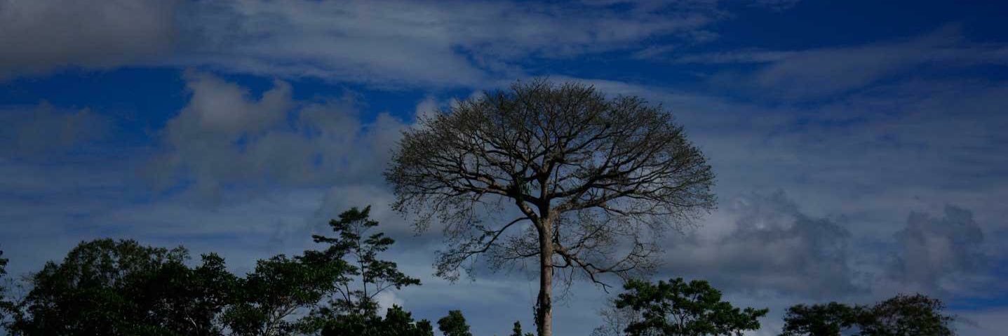 Gabiare's profile banner image