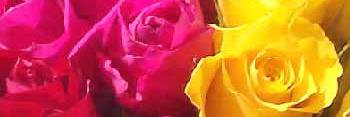virgo2659's profile banner image
