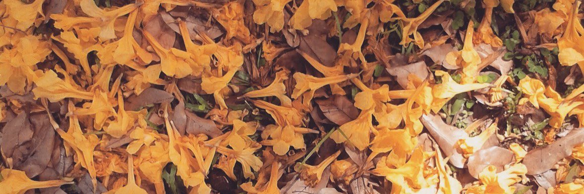 ecoturis's profile banner image