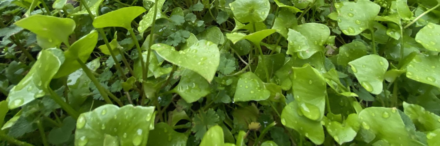 bentgrass's profile banner image