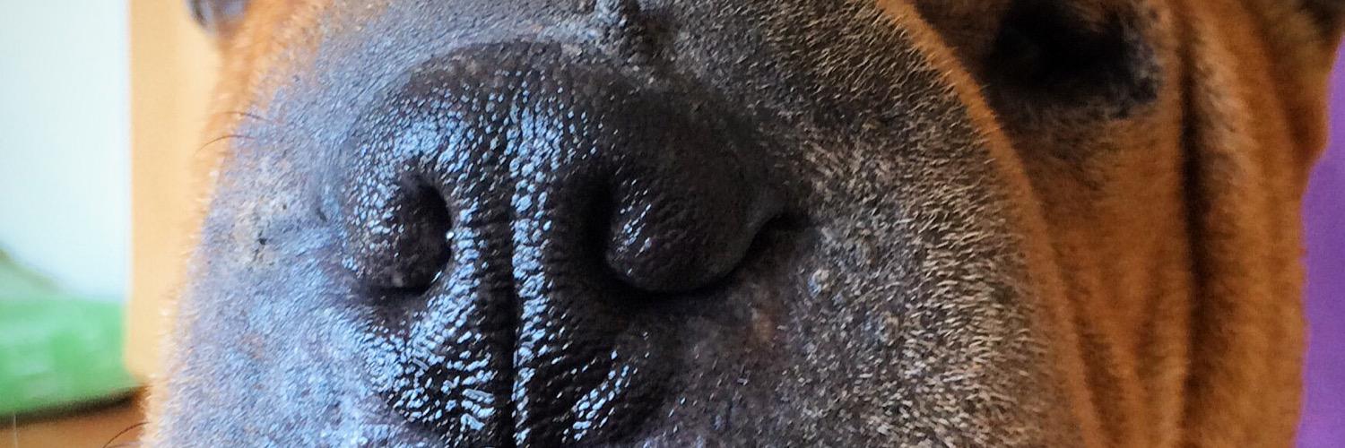 danadgob's profile banner image