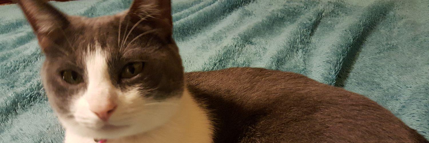 MrsRawlingsHES's profile banner image