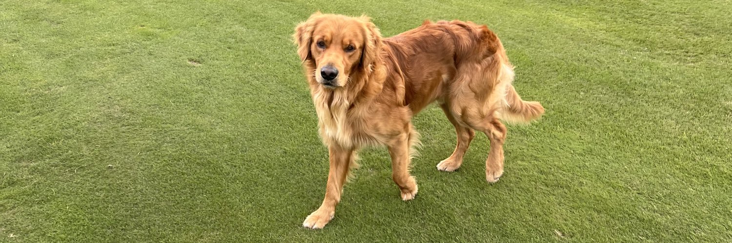 Jonny Caldwell banner