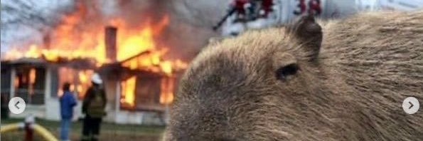 _capivarinhas_'s profile banner image