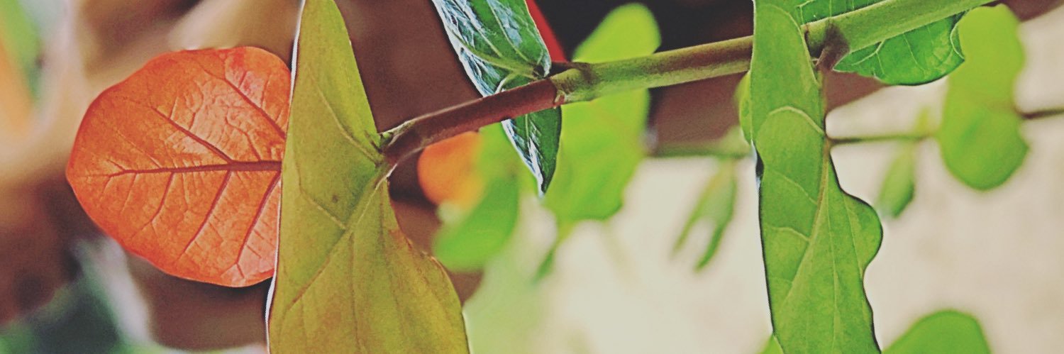 STF_VIRGO's profile banner image