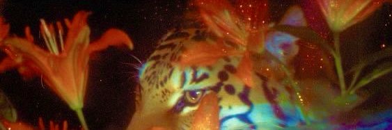 v_lluminati's profile banner image