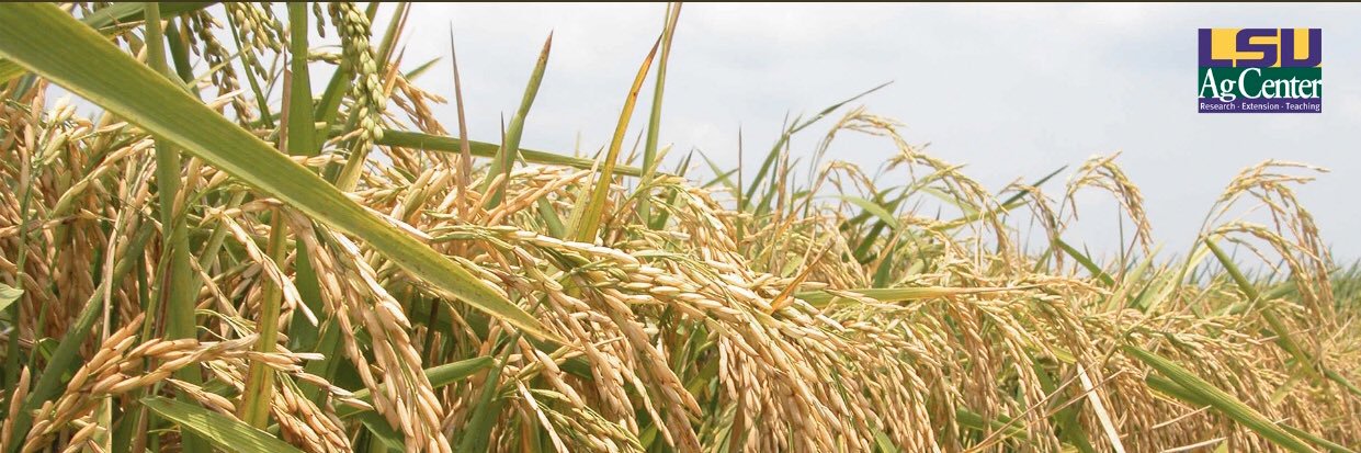 Connor Webster banner