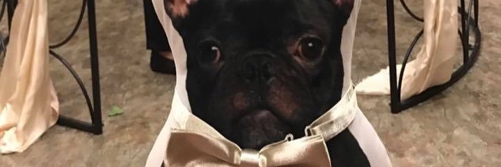 bestica's profile banner image