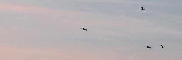 sama_alsh3r Profile Banner