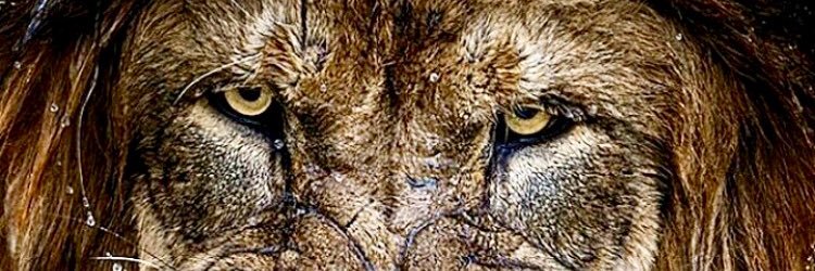 Donald_Burrell's profile banner image