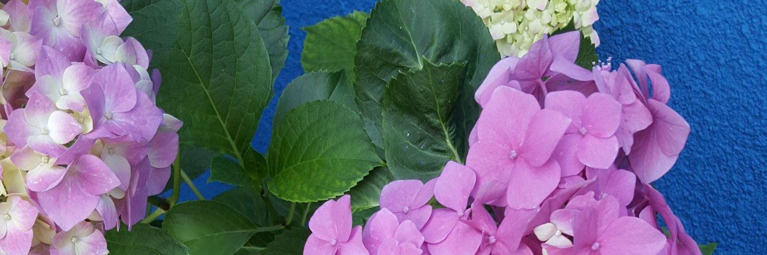 rojasuvasok's profile banner image